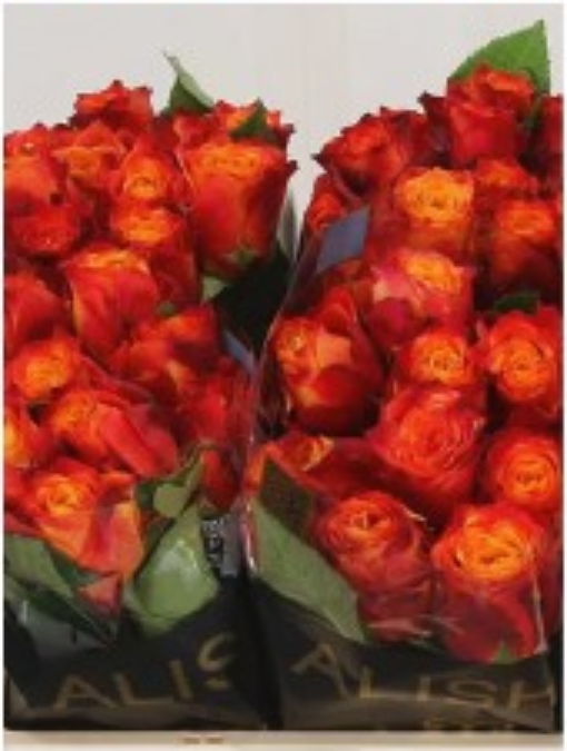 Roses orange